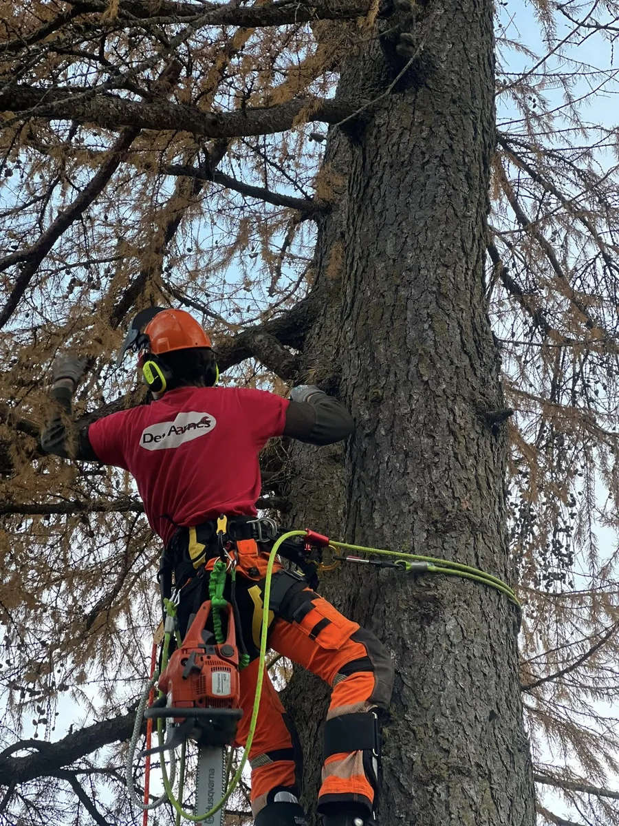 Trefelling — Det Aarnes
