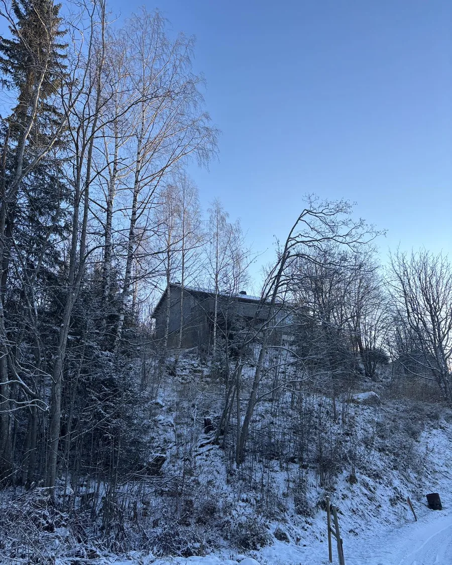 Tomten før trefelling